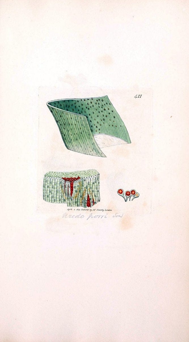 Coloured figures of English fungi or mushrooms. London,Printed by J. Davis,1797-[1809]. | England Mushrooms  | Vintage Print Reproduction 450962