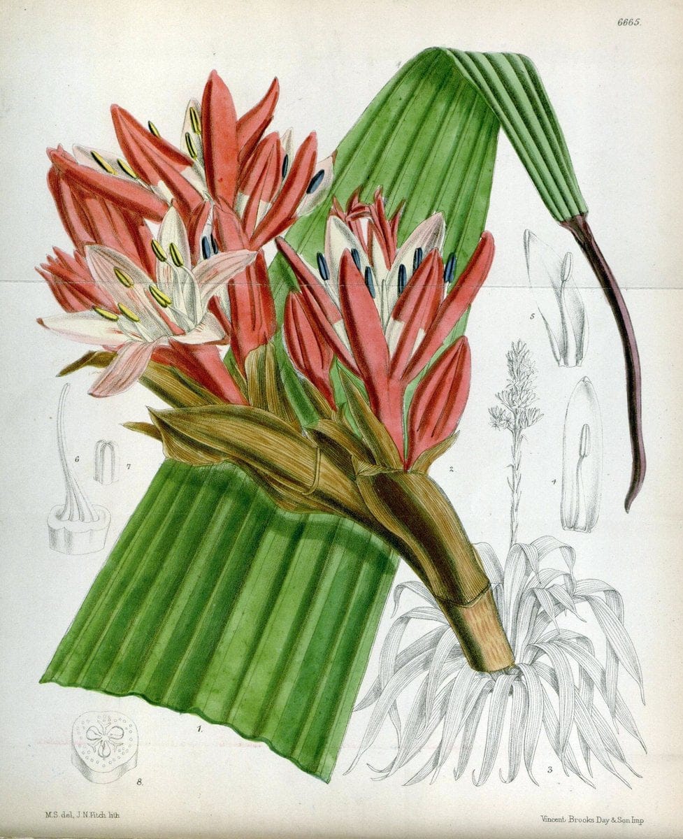 Curtis's botanical magazine. London ; New York [etc.] :Academic Press [etc.]. | "Botanical illustration" Botany Periodicals "Pictorial works" "Plants, Ornamental"  | Vintage Print Reproduction 450963