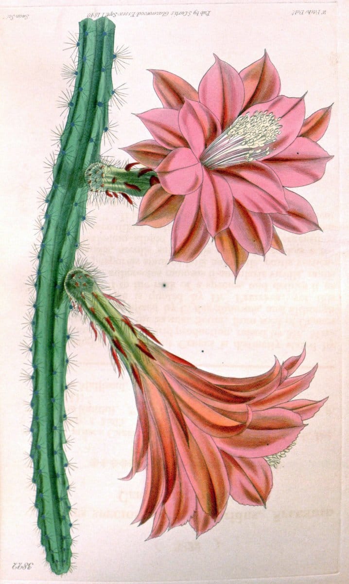 Dragable Image
