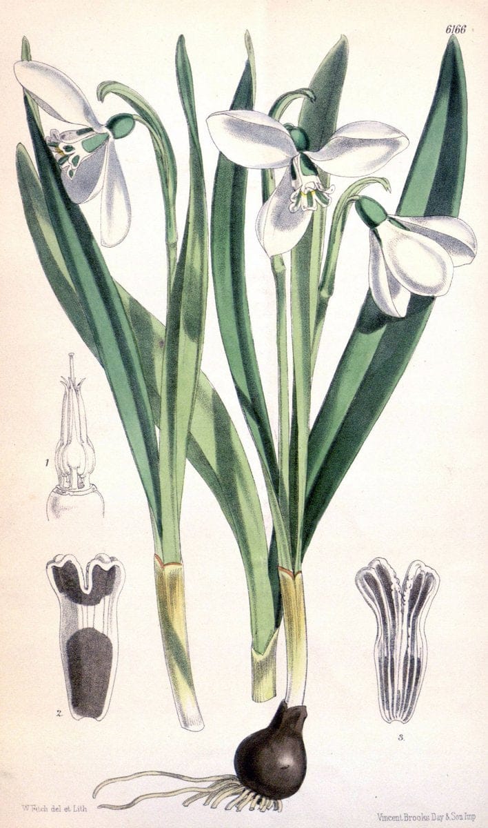 Curtis's botanical magazine. London ; New York [etc.] :Academic Press [etc.]. | "Botanical illustration" Botany Periodicals "Pictorial works" "Plants, Ornamental"  | Vintage Print Reproduction 450969