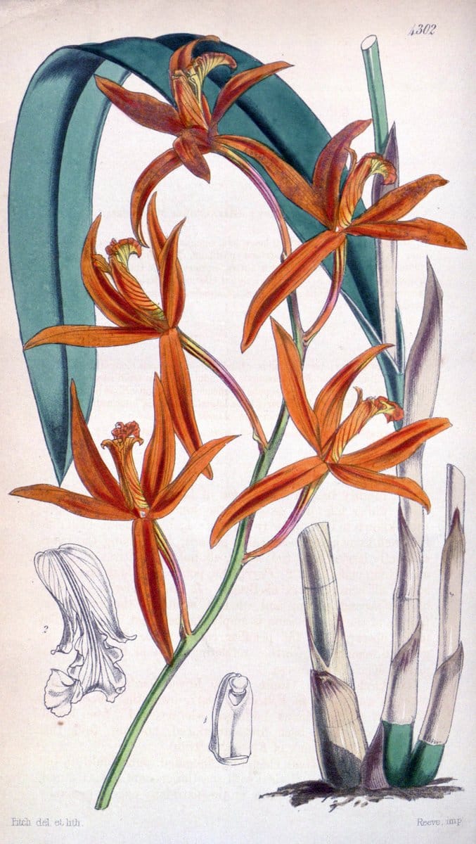 Curtis's botanical magazine. London ; New York [etc.] :Academic Press [etc.]. | "Botanical illustration" Botany Periodicals "Pictorial works" "Plants, Ornamental"  | Vintage Print Reproduction 450970
