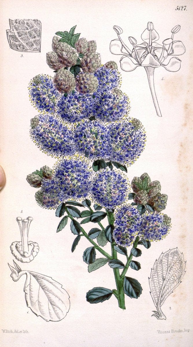 Curtis's botanical magazine. London ; New York [etc.] :Academic Press [etc.]. | "Botanical illustration" Botany Periodicals "Pictorial works" "Plants, Ornamental"  | Vintage Print Reproduction 450971