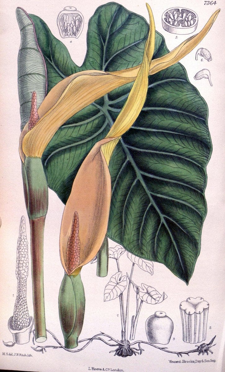 Curtis's botanical magazine. London ; New York [etc.] :Academic Press [etc.]. | "Botanical illustration" Botany Periodicals "Pictorial works" "Plants, Ornamental"  | Vintage Print Reproduction 450974