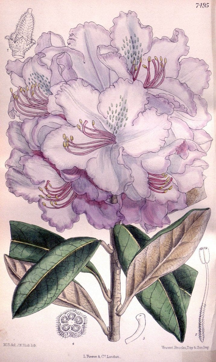 Curtis's botanical magazine. London ; New York [etc.] :Academic Press [etc.]. | "Botanical illustration" Botany Periodicals "Pictorial works" "Plants, Ornamental"  | Vintage Print Reproduction 450975
