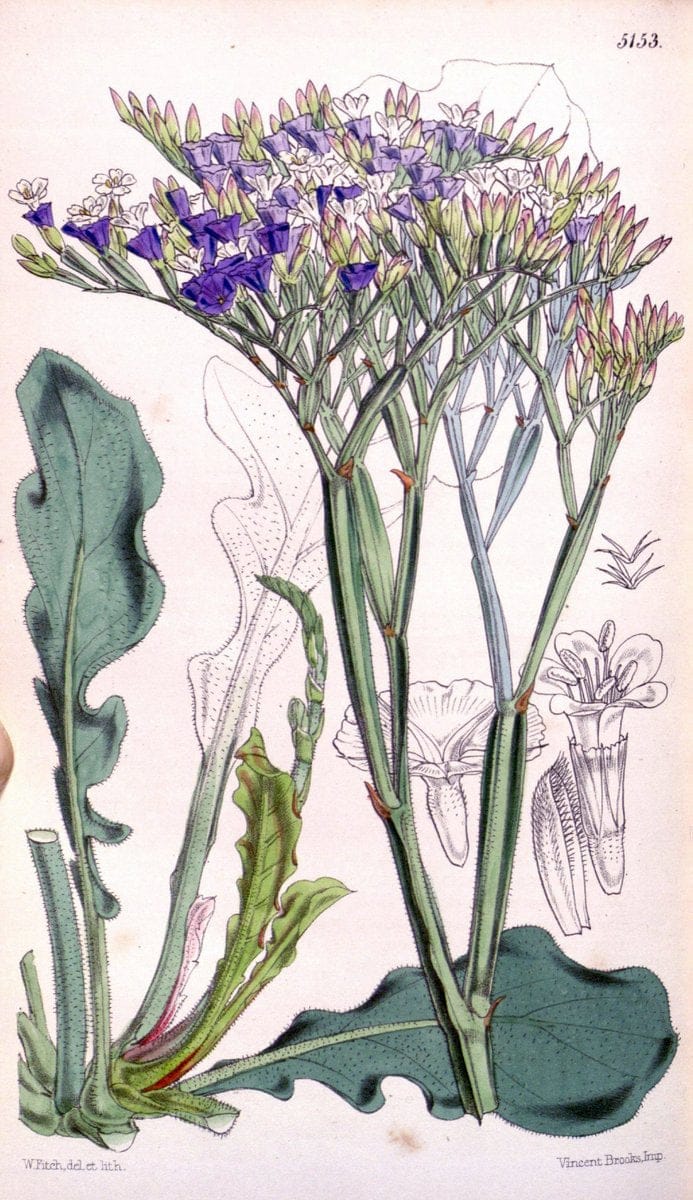 Curtis's botanical magazine. London ; New York [etc.] :Academic Press [etc.]. | "Botanical illustration" Botany Periodicals "Pictorial works" "Plants, Ornamental"  | Vintage Print Reproduction 450977