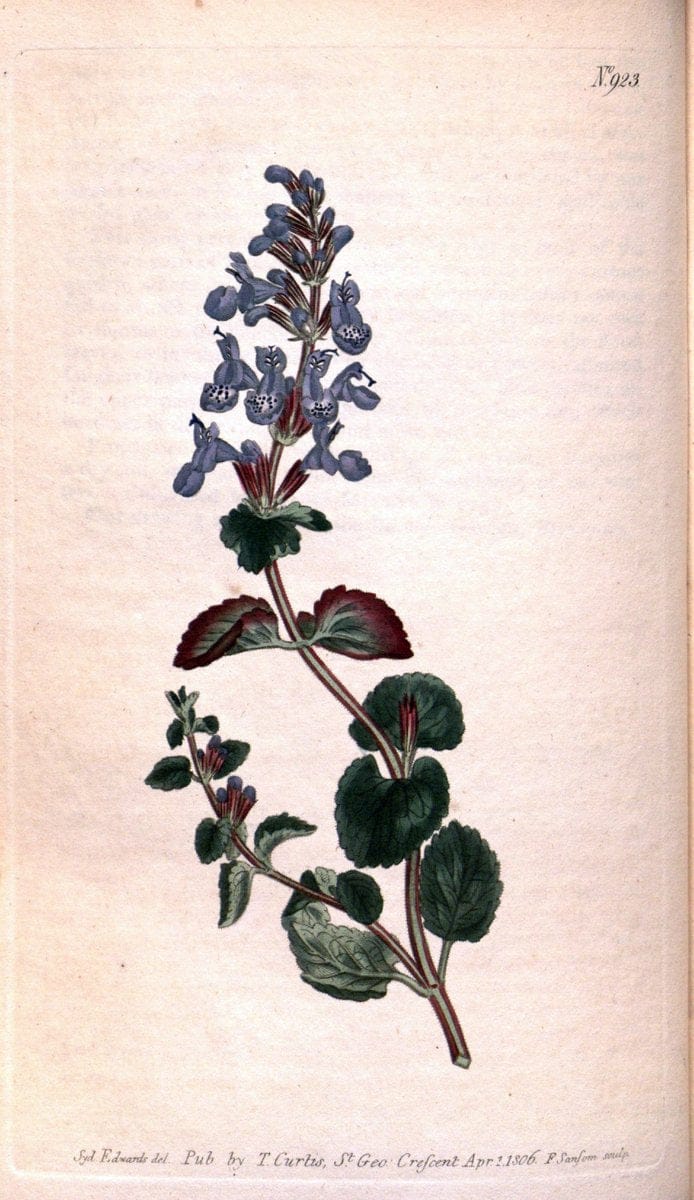 Curtis's botanical magazine. London ;New York [etc.] :Academic Press [etc.]. | Botany Periodicals "Pictorial works"  | Vintage Print Reproduction 450980