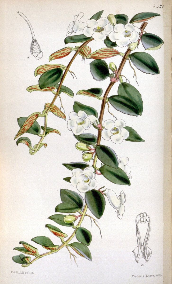 Curtis's botanical magazine. London ;New York [etc.] :Academic Press [etc.]. | Botany Periodicals "Pictorial works"  | Vintage Print Reproduction 450982