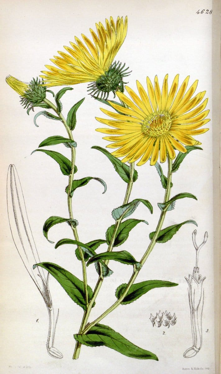 Curtis's botanical magazine. London ; New York [etc.] :Academic Press [etc.]. | "Botanical illustration" Botany Periodicals "Pictorial works" "Plants, Ornamental"  | Vintage Print Reproduction 450983