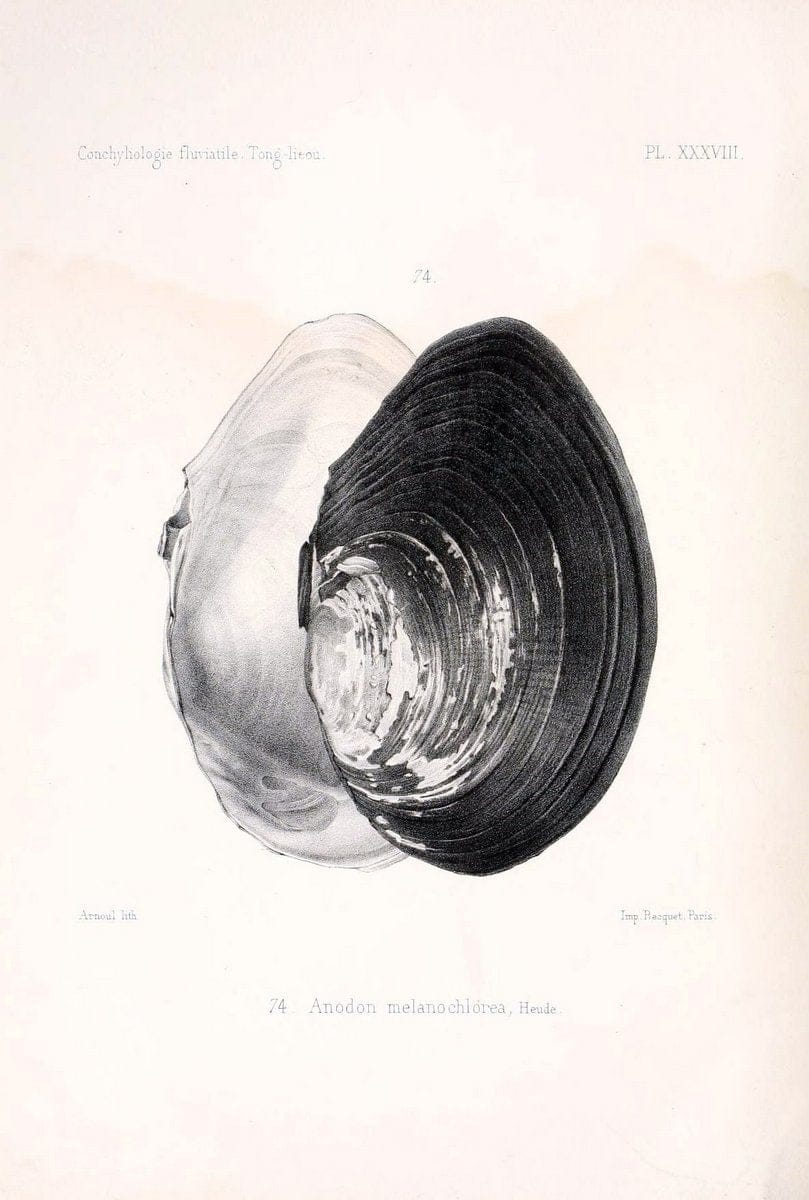 Conchyliologie fluviatile de la province de Nanking et de la Chine centrale /.Paris :Savy,[1875-1885]. | China Mollusks "Nanjing (Jiangsu Sheng)"  | Vintage Print Reproduction 450986
