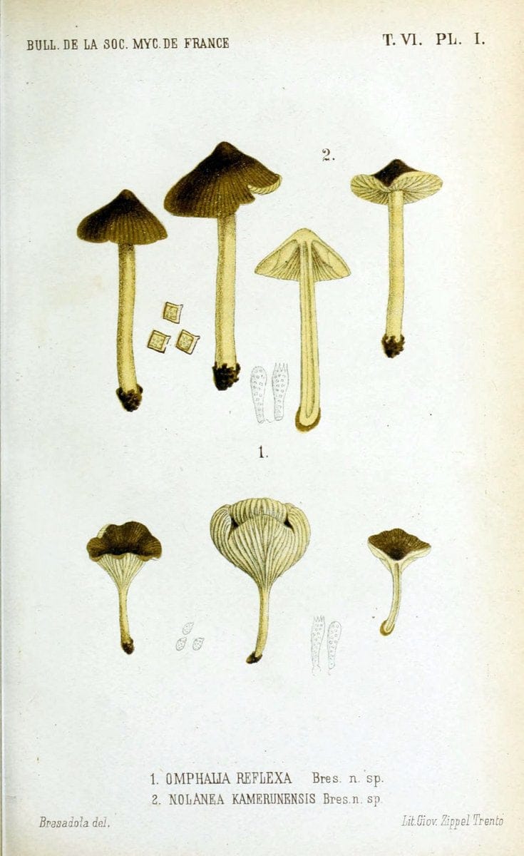 Bulletin de la SociÃ©tÃ© mycologique de France.Epinal :La SociÃ©tÃ©,1885-1903.  | France Fungi Mycology Periodicals | Vintage Print Reproduction 450987
