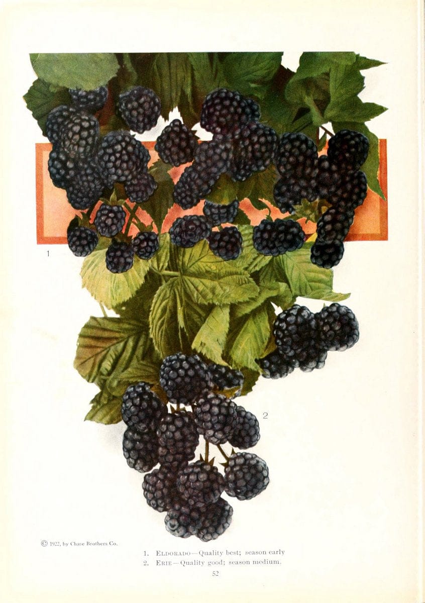 Chase fruit and flowers in natural colorsRochester, N.Y.,Chase brothers company[c1922] | Vintage Print Reproduction 450991