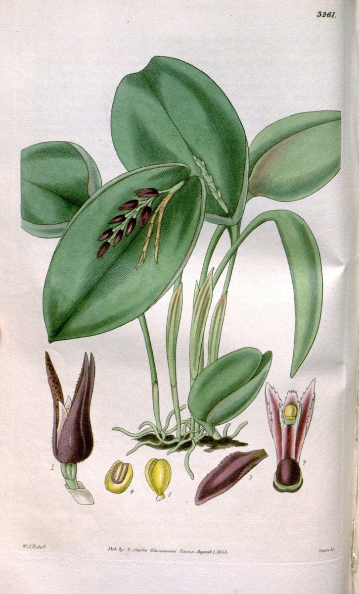 Curtis's botanical magazine. London ; New York [etc.] :Academic Press [etc.]. | "Botanical illustration" Botany Periodicals "Pictorial works" "Plants, Ornamental"  | Vintage Print Reproduction 450999