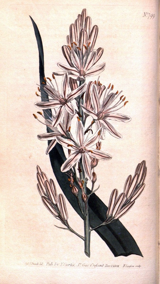 Curtis's botanical magazine. London ;New York [etc.] :Academic Press [etc.]. | Botany Periodicals "Pictorial works"  | Vintage Print Reproduction 451002