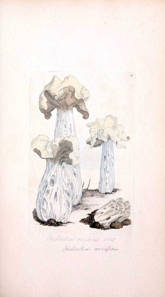 Coloured figures of English fungi or mushrooms. London,Printed by J. Davis,1797-[1809]. | England Mushrooms  | Vintage Print Reproduction 451009