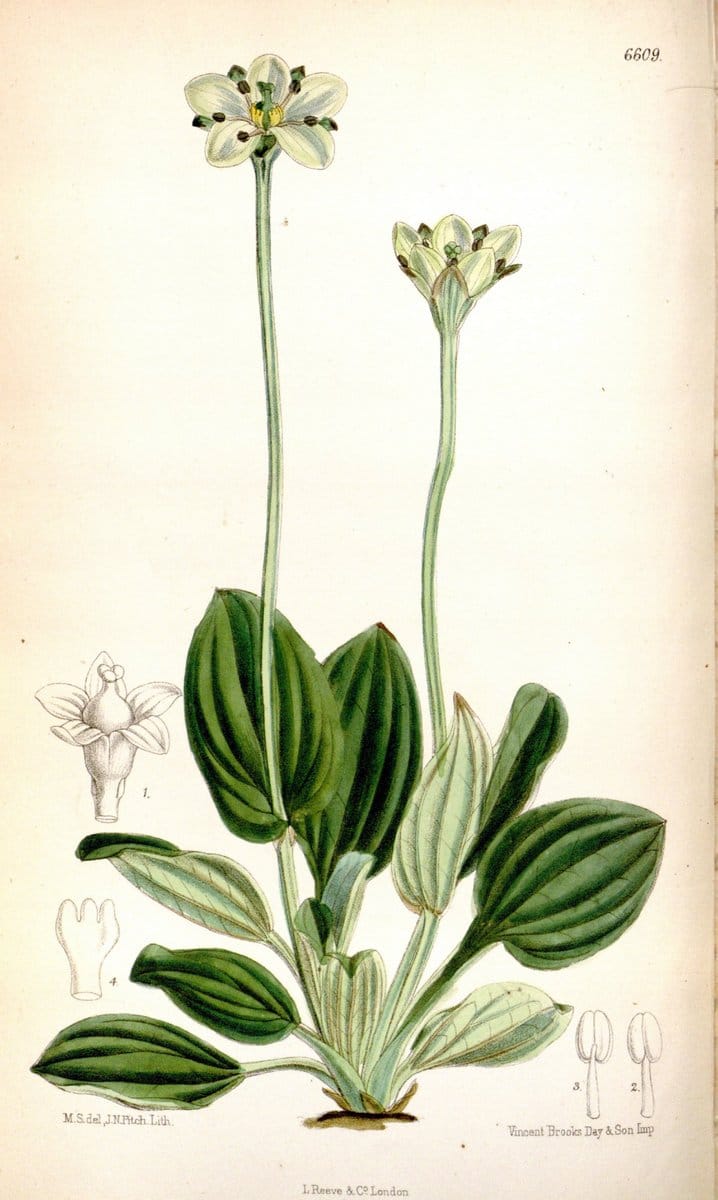 Curtis's botanical magazine. London ; New York [etc.] :Academic Press [etc.]. | "Botanical illustration" Botany Periodicals "Pictorial works" "Plants, Ornamental"  | Vintage Print Reproduction 451013