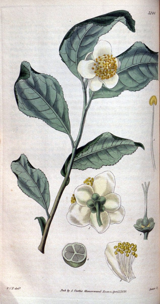 Curtis's botanical magazine. London ; New York [etc.] :Academic Press [etc.]. | "Botanical illustration" Botany Periodicals "Pictorial works" "Plants, Ornamental"  | Vintage Print Reproduction 451016
