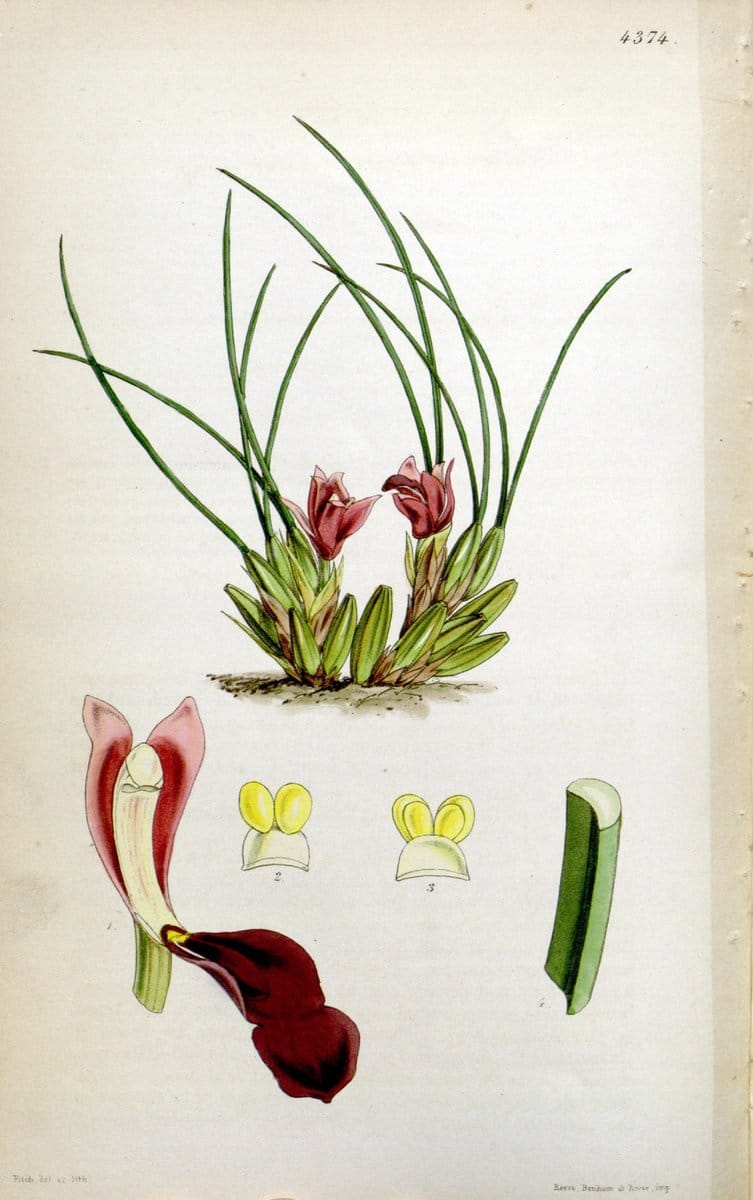 Curtis's botanical magazine. London ; New York [etc.] :Academic Press [etc.]. | "Botanical illustration" Botany Periodicals "Pictorial works" "Plants, Ornamental"  | Vintage Print Reproduction 451021