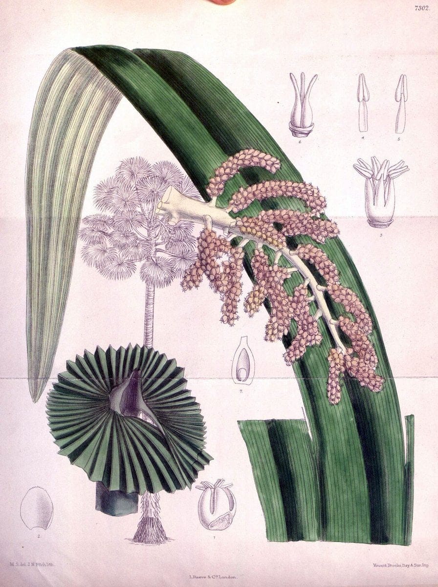 Curtis's botanical magazine. London ; New York [etc.] :Academic Press [etc.]. | "Botanical illustration" Botany Periodicals "Pictorial works" "Plants, Ornamental"  | Vintage Print Reproduction 451022