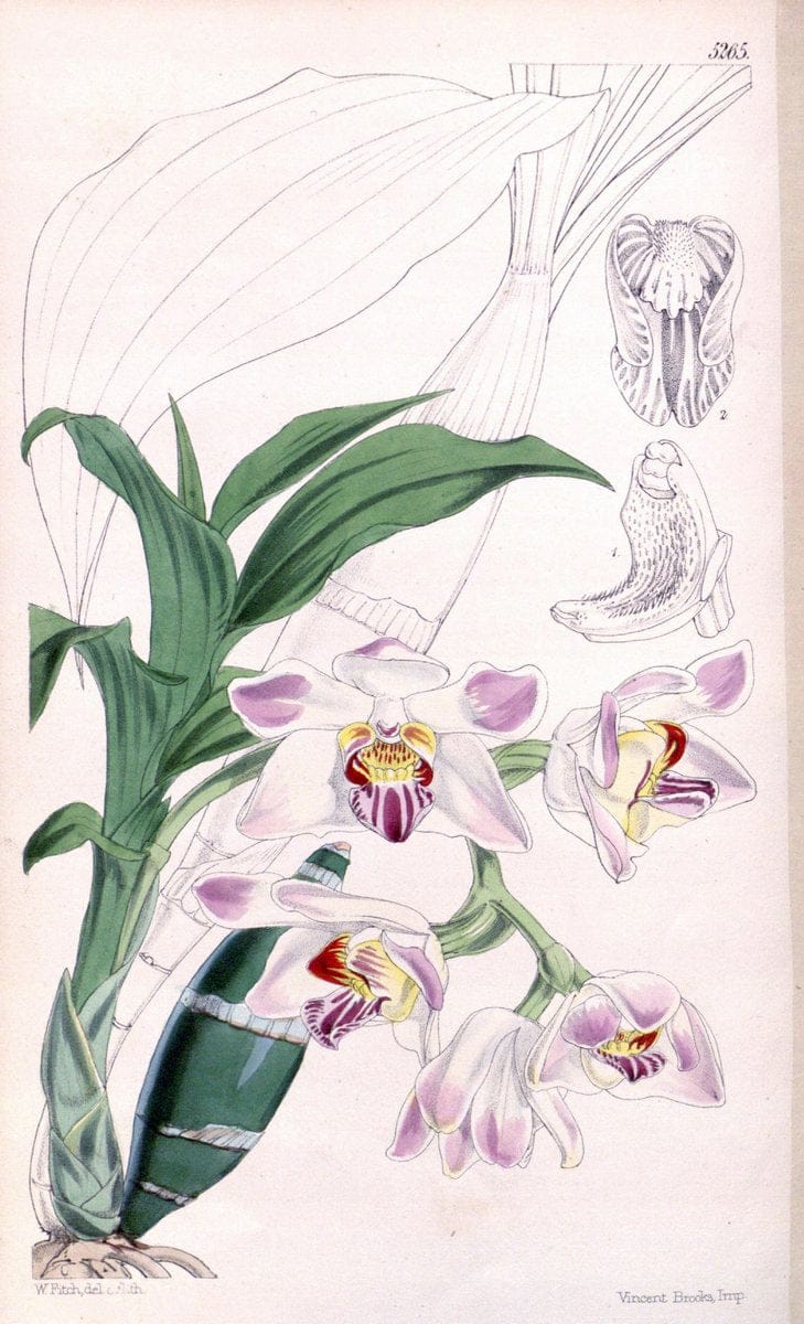 Curtis's botanical magazine. London ; New York [etc.] :Academic Press [etc.]. | "Botanical illustration" Botany Periodicals "Pictorial works" "Plants, Ornamental"  | Vintage Print Reproduction 451023