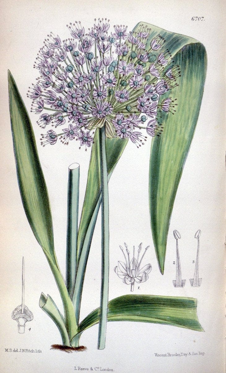 Curtis's botanical magazine. London ; New York [etc.] :Academic Press [etc.]. | "Botanical illustration" Botany Periodicals "Pictorial works" "Plants, Ornamental"  | Vintage Print Reproduction 451024