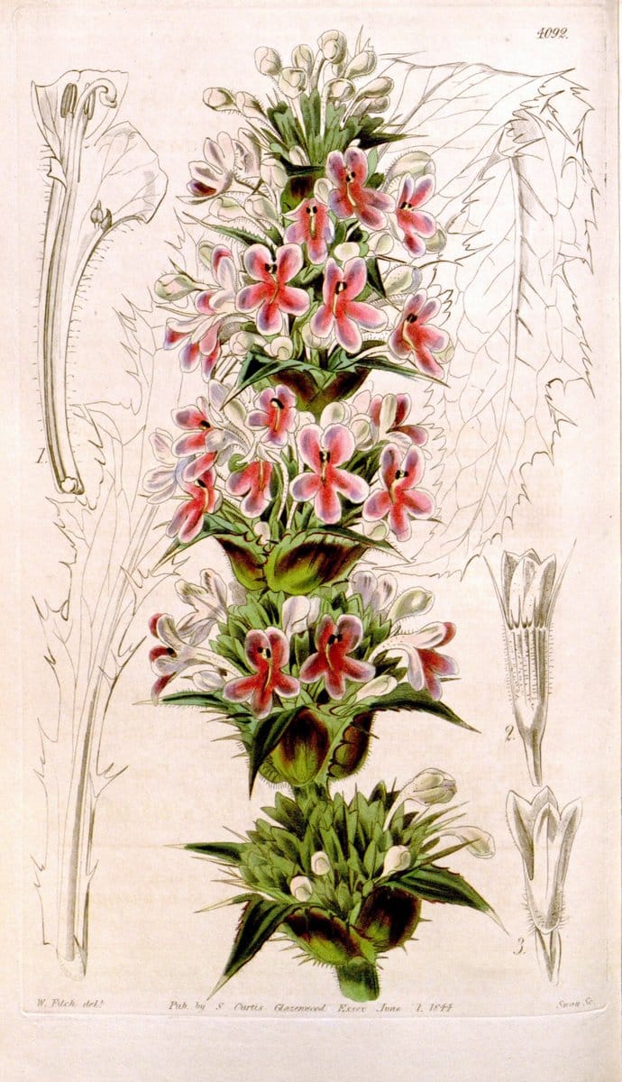 Curtis's botanical magazine. London ; New York [etc.] :Academic Press [etc.]. | "Botanical illustration" Botany Periodicals "Pictorial works" "Plants, Ornamental"  | Vintage Print Reproduction 451025