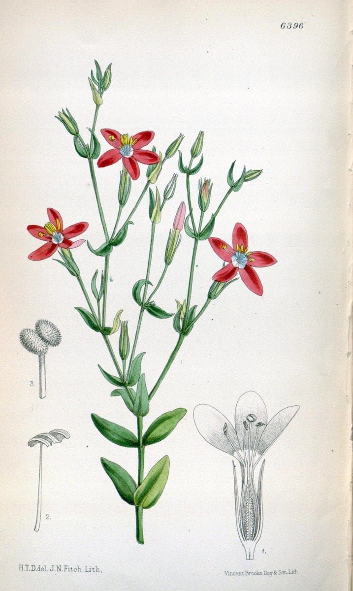 Curtis's botanical magazine. London ; New York [etc.] :Academic Press [etc.]. | "Botanical illustration" Botany Periodicals "Pictorial works" "Plants, Ornamental"  | Vintage Print Reproduction 451029