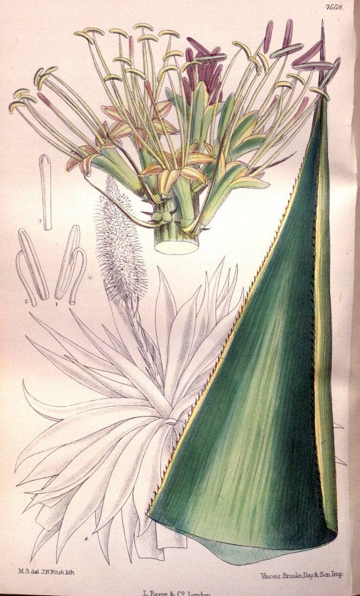 Curtis's botanical magazine. London ; New York [etc.] :Academic Press [etc.]. | "Botanical illustration" Botany Periodicals "Pictorial works" "Plants, Ornamental"  | Vintage Print Reproduction 451030