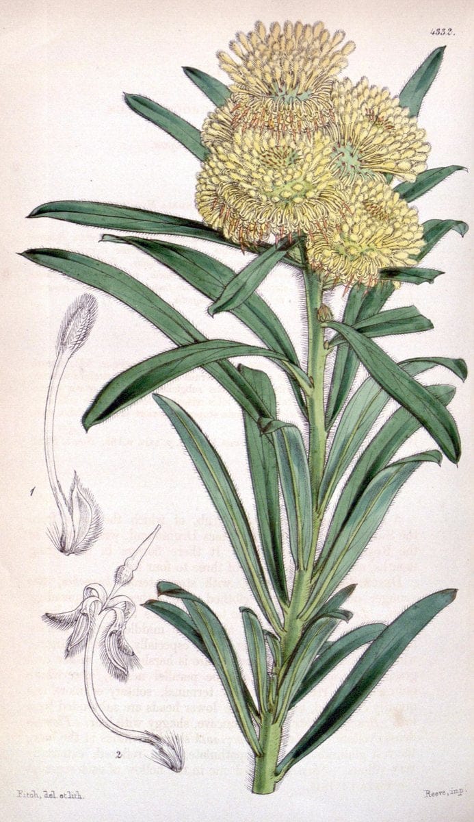 Curtis's botanical magazine. London ; New York [etc.] :Academic Press [etc.]. | "Botanical illustration" Botany Periodicals "Pictorial works" "Plants, Ornamental"  | Vintage Print Reproduction 451031
