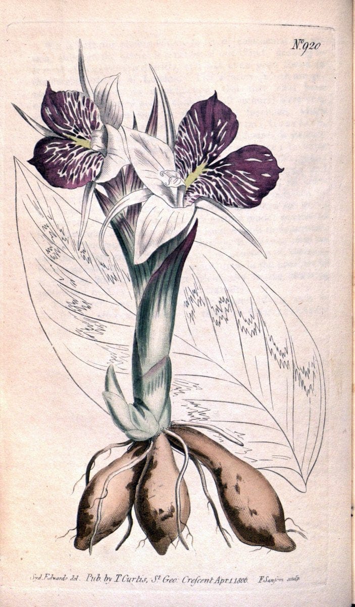 Curtis's botanical magazine. London ;New York [etc.] :Academic Press [etc.]. | Botany Periodicals "Pictorial works"  | Vintage Print Reproduction 451035