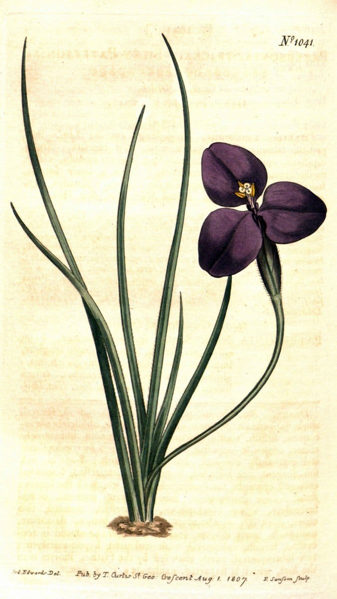 Curtis's botanical magazine. London ;New York [etc.] :Academic Press [etc.]. | Botany Periodicals "Pictorial works"  | Vintage Print Reproduction 451036