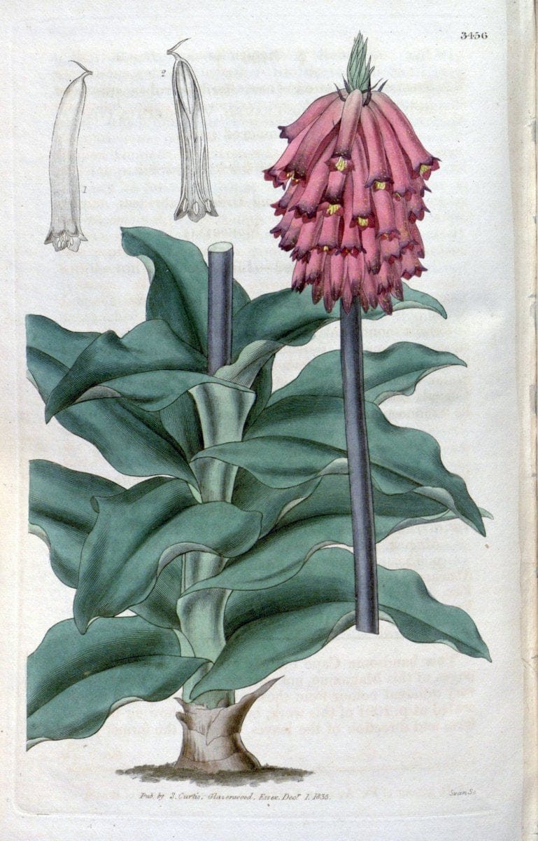 Curtis's botanical magazine. London ;New York [etc.] :Academic Press [etc.]. | Botany Periodicals "Pictorial works"  | Vintage Print Reproduction 451038