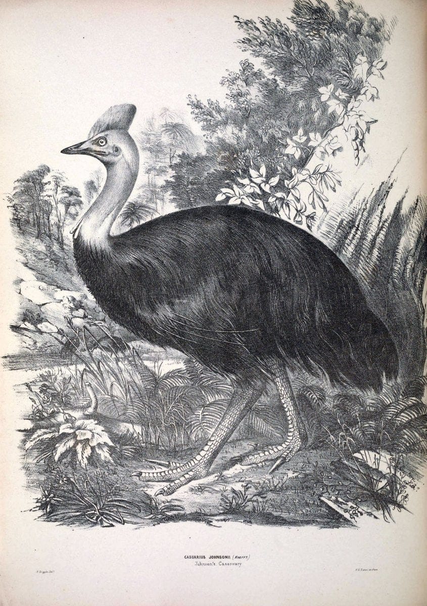 Companion to Gould's Handbook; or, Synopsis of the birds of Australia. Brisbane,Thorne & Greenwell,1877.  | Australia Birds | Vintage Print Reproduction 451039