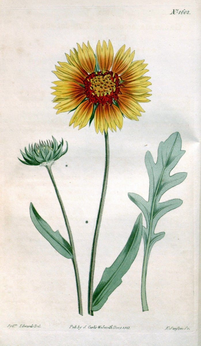 Curtis's botanical magazine. London ; New York [etc.] :Academic Press [etc.]. | "Botanical illustration" Botany Periodicals "Pictorial works" "Plants, Ornamental"  | Vintage Print Reproduction 451040