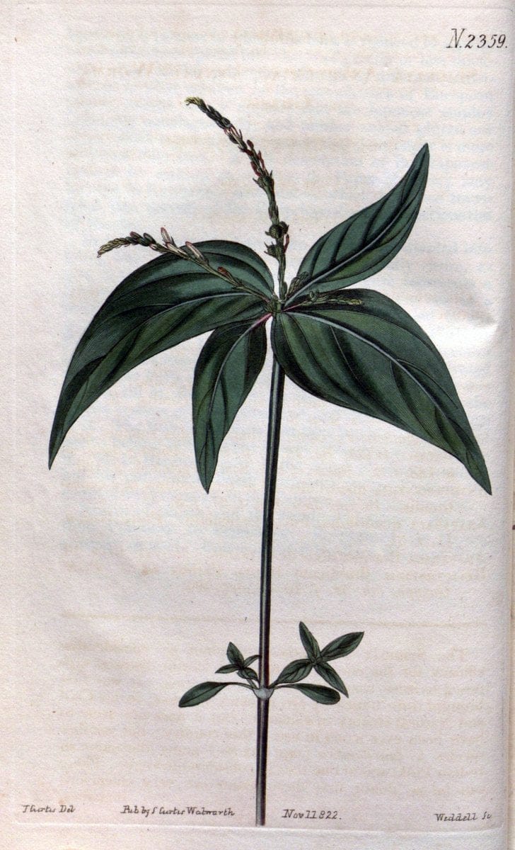 Curtis's botanical magazine. London ; New York [etc.] :Academic Press [etc.]. | "Botanical illustration" Botany Periodicals "Pictorial works" "Plants, Ornamental"  | Vintage Print Reproduction 451043