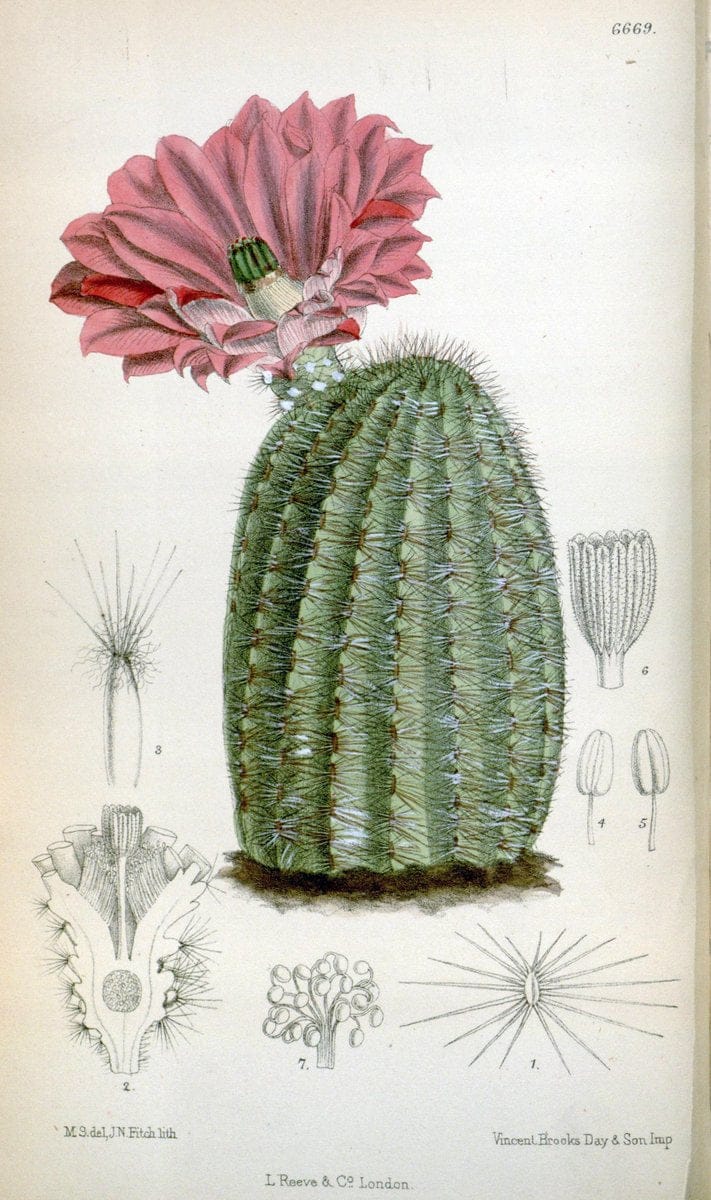 Curtis's botanical magazine. London ; New York [etc.] :Academic Press [etc.]. | "Botanical illustration" Botany Periodicals "Pictorial works" "Plants, Ornamental"  | Vintage Print Reproduction 451046