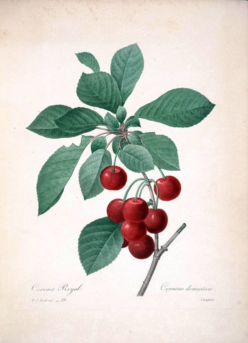 Choix des plus belles fleurs :.Paris :Ernest Panckoucke,[1833].  | 1833 Botany France Icones "Pictorial works"  | Vintage Print Reproduction 451049