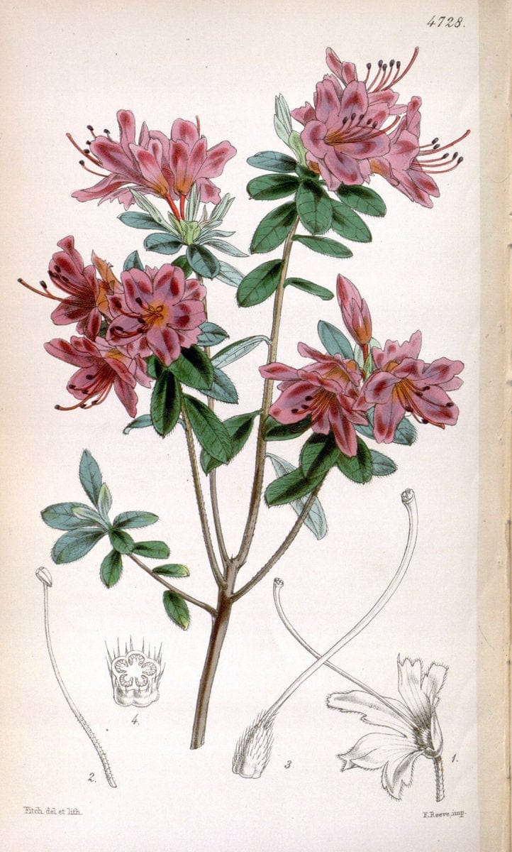 Curtis's botanical magazine. London ; New York [etc.] :Academic Press [etc.]. | "Botanical illustration" Botany Periodicals "Pictorial works" "Plants, Ornamental"  | Vintage Print Reproduction 451060