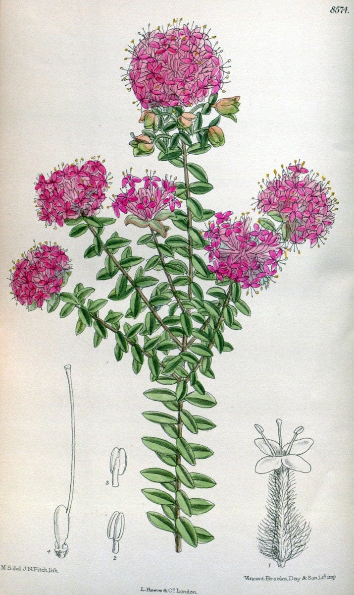 Curtis's botanical magazine. London ; New York [etc.] :Academic Press [etc.]. | "Botanical illustration" Botany Periodicals "Pictorial works" "Plants, Ornamental"  | Vintage Print Reproduction 451061