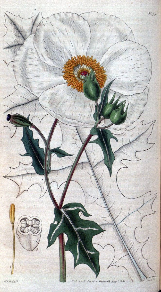 Curtis's botanical magazine..London ;New York [etc.] :Academic Press [etc.]. |  | Vintage Print Reproduction 451067