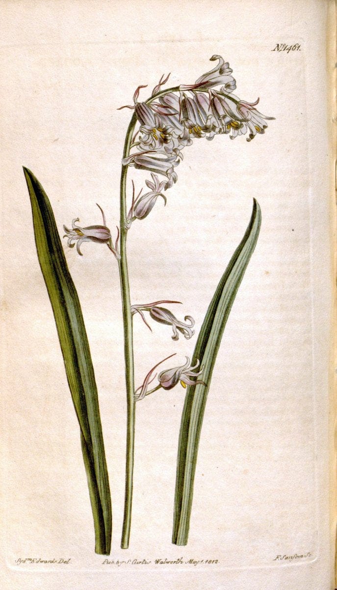 Curtis's botanical magazine. London ;New York [etc.] :Academic Press [etc.]. | Botany Periodicals "Pictorial works"  | Vintage Print Reproduction 451070