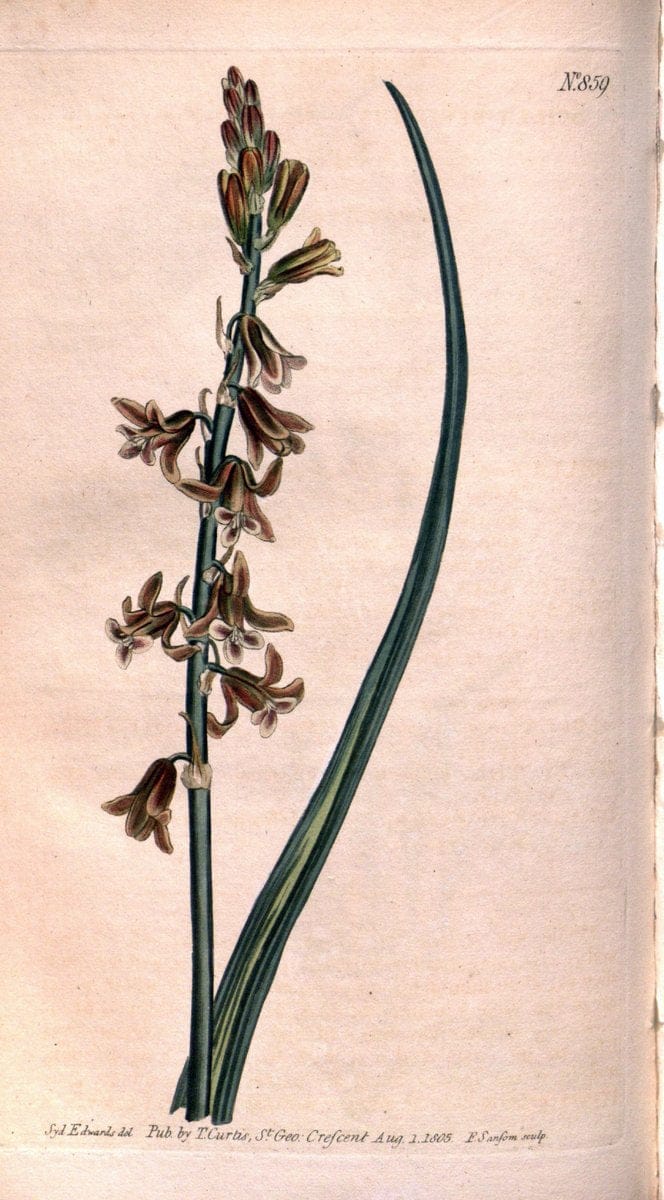 Curtis's botanical magazine. London ;New York [etc.] :Academic Press [etc.]. | Botany Periodicals "Pictorial works"  | Vintage Print Reproduction 451073