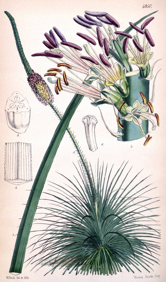 Curtis's botanical magazine. London ;New York [etc.] :Academic Press [etc.]. | Botany Periodicals "Pictorial works"  | Vintage Print Reproduction 451074