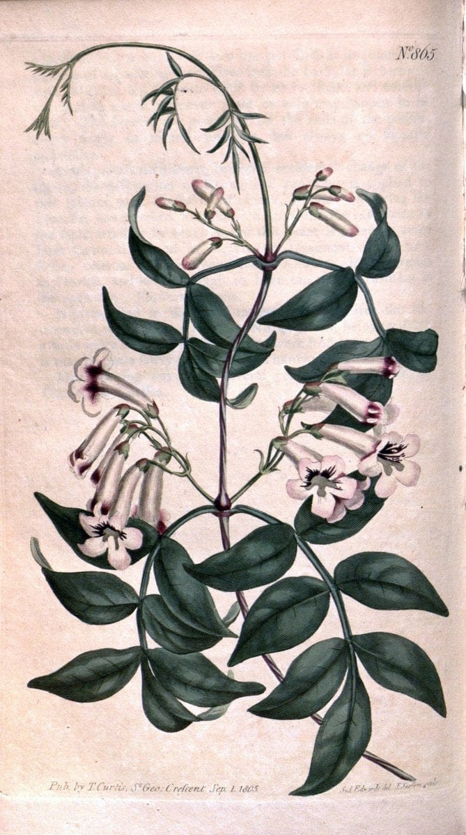 Curtis's botanical magazine. London ;New York [etc.] :Academic Press [etc.]. | Botany Periodicals "Pictorial works"  | Vintage Print Reproduction 451076
