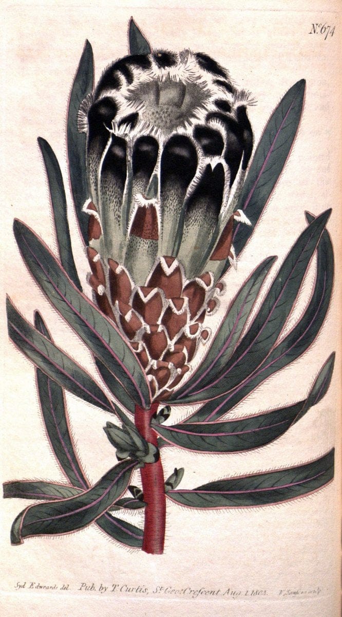 Curtis's botanical magazine. London ;New York [etc.] :Academic Press [etc.]. | Botany Periodicals "Pictorial works"  | Vintage Print Reproduction 451077