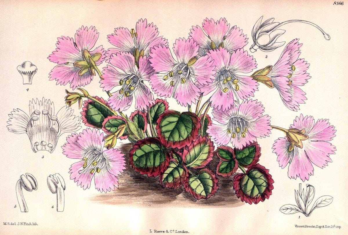 Curtis's botanical magazine. London ;New York [etc.] :Academic Press [etc.]. | Botany Periodicals "Pictorial works"  | Vintage Print Reproduction 451078