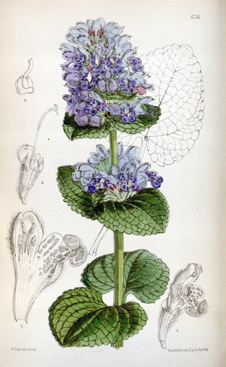 Curtis's botanical magazine. London ; New York [etc.] :Academic Press [etc.]. | "Botanical illustration" Botany Periodicals "Pictorial works" "Plants, Ornamental"  | Vintage Print Reproduction 451082
