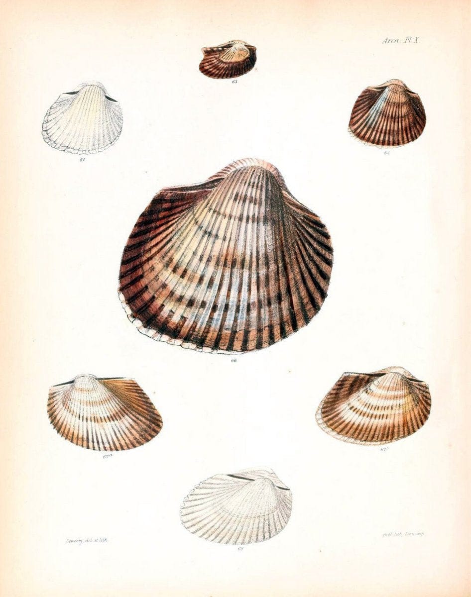 Conchologia iconica, or, Illustrations of the shells of molluscous animals /.London :Reeve, Brothers,1843-1878.  | Mollusks "Pictorial works" Shells | Vintage Print Reproduction 451083