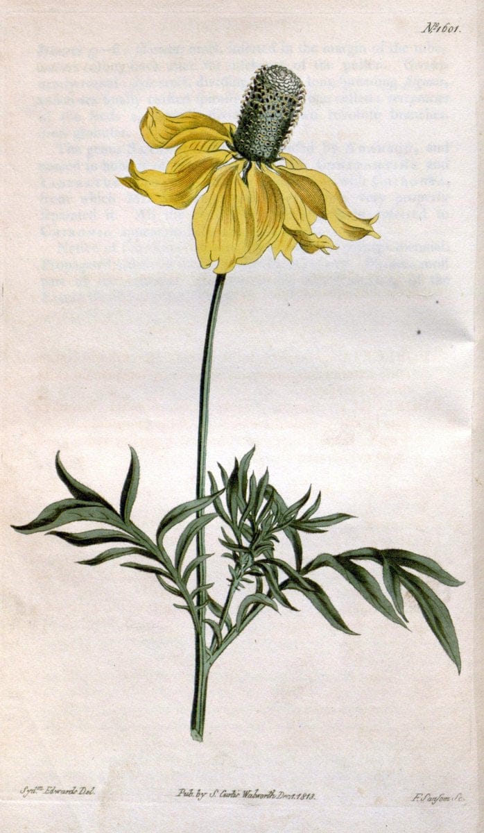 Curtis's botanical magazine. London ; New York [etc.] :Academic Press [etc.]. | "Botanical illustration" Botany Periodicals "Pictorial works" "Plants, Ornamental"  | Vintage Print Reproduction 451085