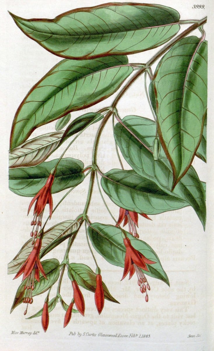 Curtis's botanical magazine. London ; New York [etc.] :Academic Press [etc.]. | "Botanical illustration" Botany Periodicals "Pictorial works" "Plants, Ornamental"  | Vintage Print Reproduction 451097