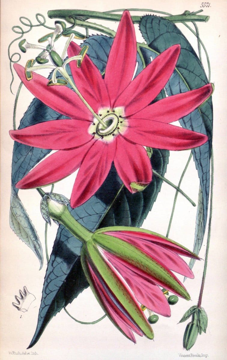 Curtis's botanical magazine. London ; New York [etc.] :Academic Press [etc.]. | "Botanical illustration" Botany Periodicals "Pictorial works" "Plants, Ornamental"  | Vintage Print Reproduction 451099